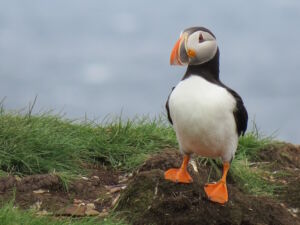 Puffin photo